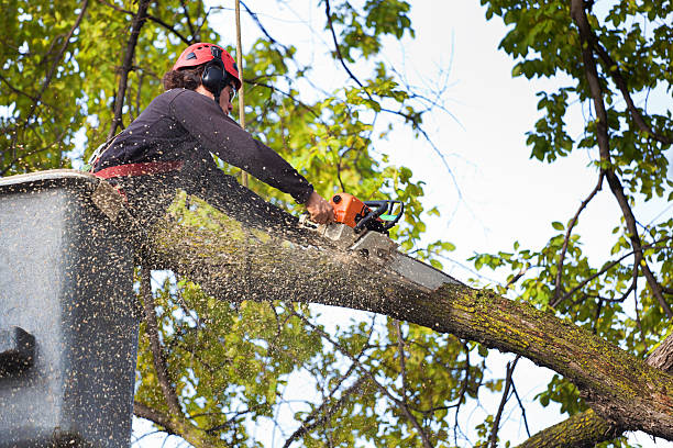 Best Tree Health Inspection  in Bloomingdale, NJ